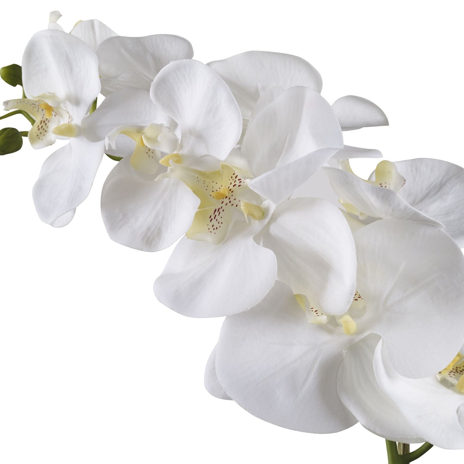 Uttermost Cami White Orchid