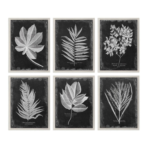 Uttermost Foliage Framed Prints - Set of 6