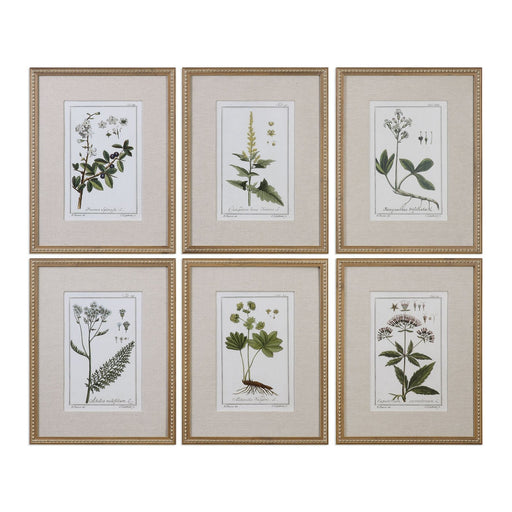 Uttermost Green Floral Botanical Study Prints - Set of 6