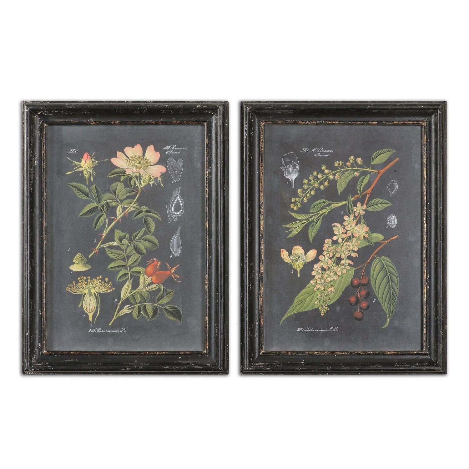 Uttermost Midnight Botanicals Wall Art - Set of 2