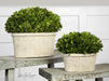 Uttermost Oval Domes Preserved Boxwood - Set of 2