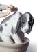 Lladro Bashful Bather Dog Figurine
